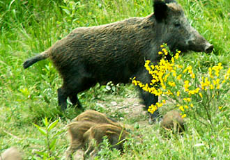 Bache mit Frischlingen